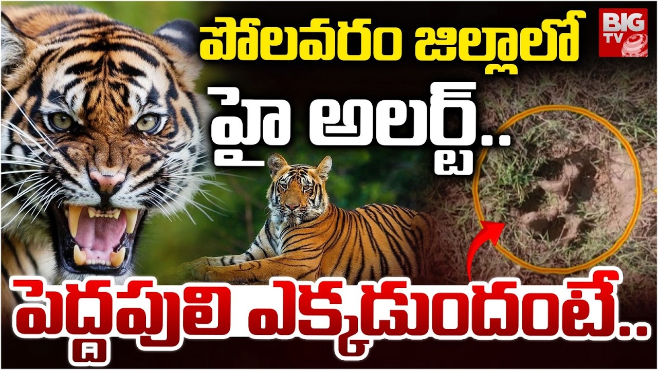 పెద్దపులి ఎక్కడుందంటే..| Polavaram Tiger Latest Updates | East Godavari Tiger Updates | BIGTV