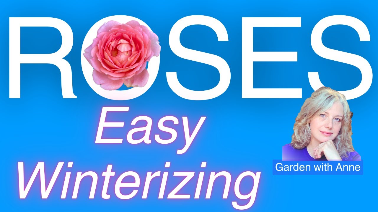 Defy the Deep Freeze: Winterizing Roses Made EASY