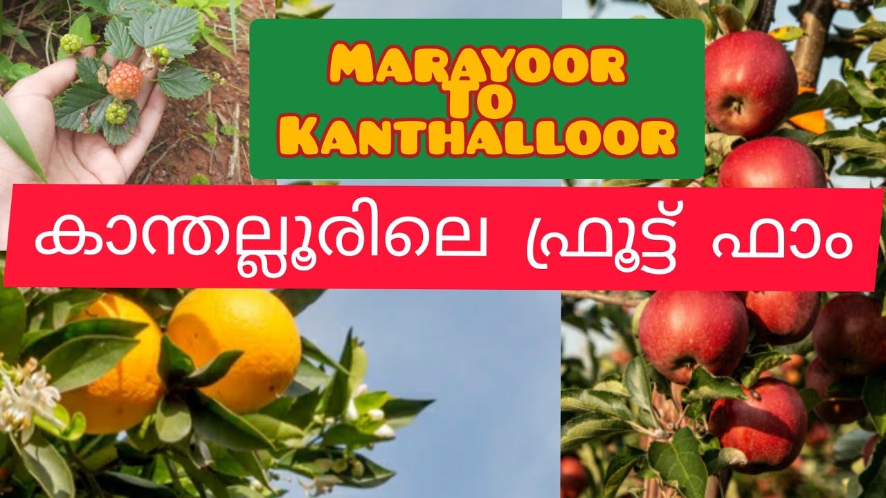 കാന്തല്ലൂരിലെ ഫ്രൂട്ട് ഫാം|Kanthalloor apple farm| #kanthalloor #idukkitouristplaces