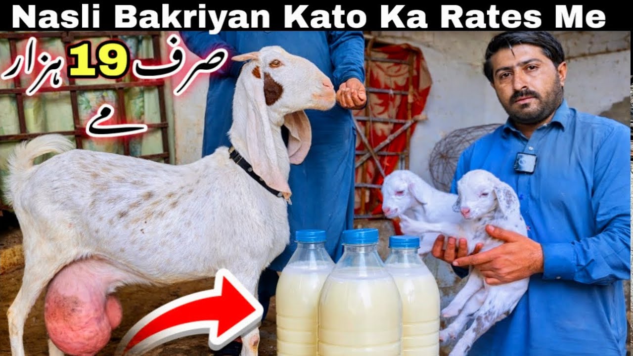 Sirf 19 Hazar Me 🚨 Dodh & Bacho Wali Bakriyan | Karachi Ki Sasti Bakra Mandi | Goat Farming 
