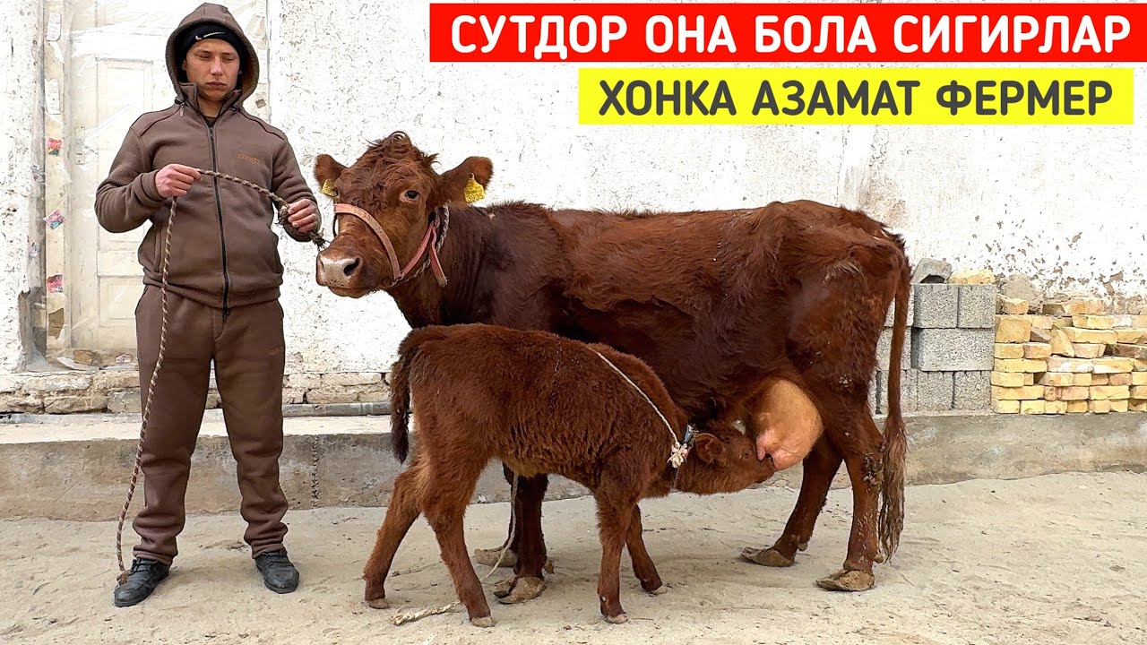 СУТДОР ОНА БОЛА БУҒОЗ СИГИРЛАР 🐄 ХОНКА АЗАМАТ ФЕРМЕР ХОРАЗМ БУ́ЙЛАБ ДАСТАВКА !!! ХОРАЗМ БОЗОР 
