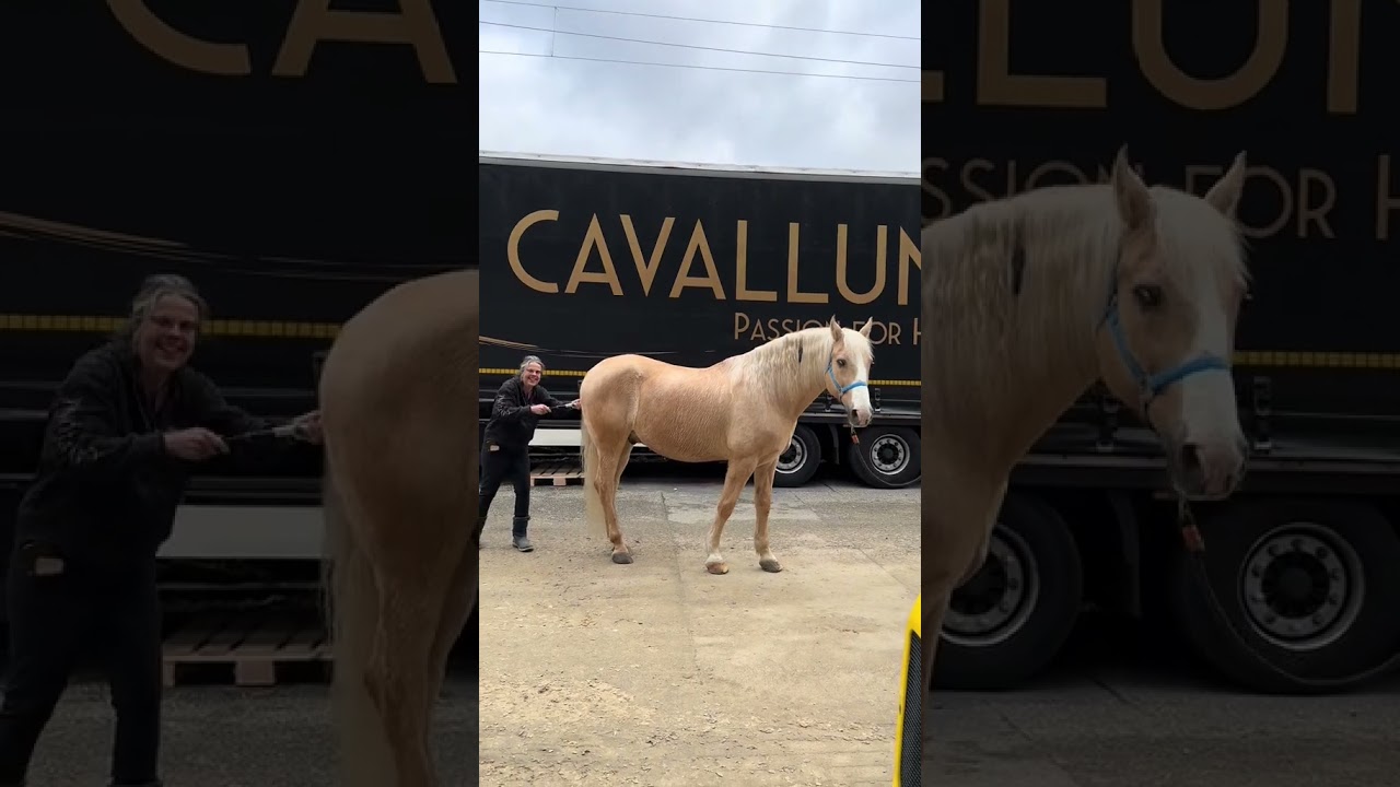 Get ready 😂 #pumpitup #pumpitupchallenge #minishetty  #lusitano #pony #pferd #horse #cavalluna