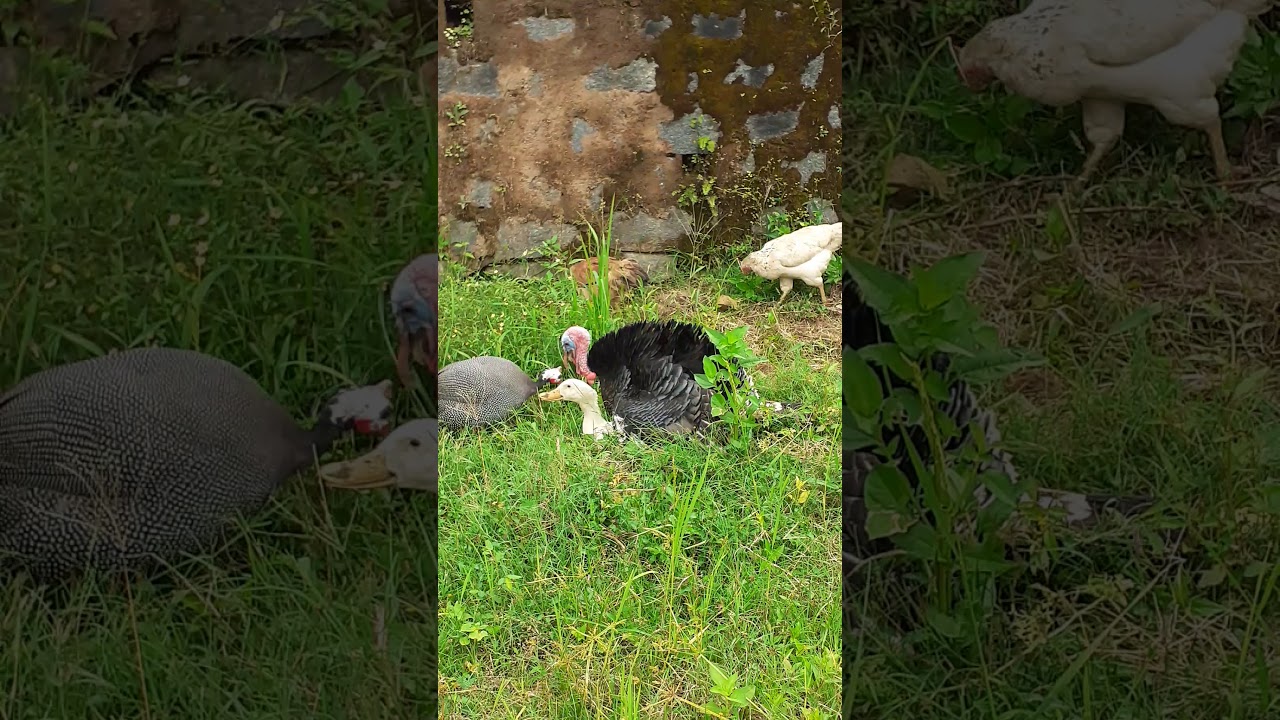 Bronze turkey mating with duck