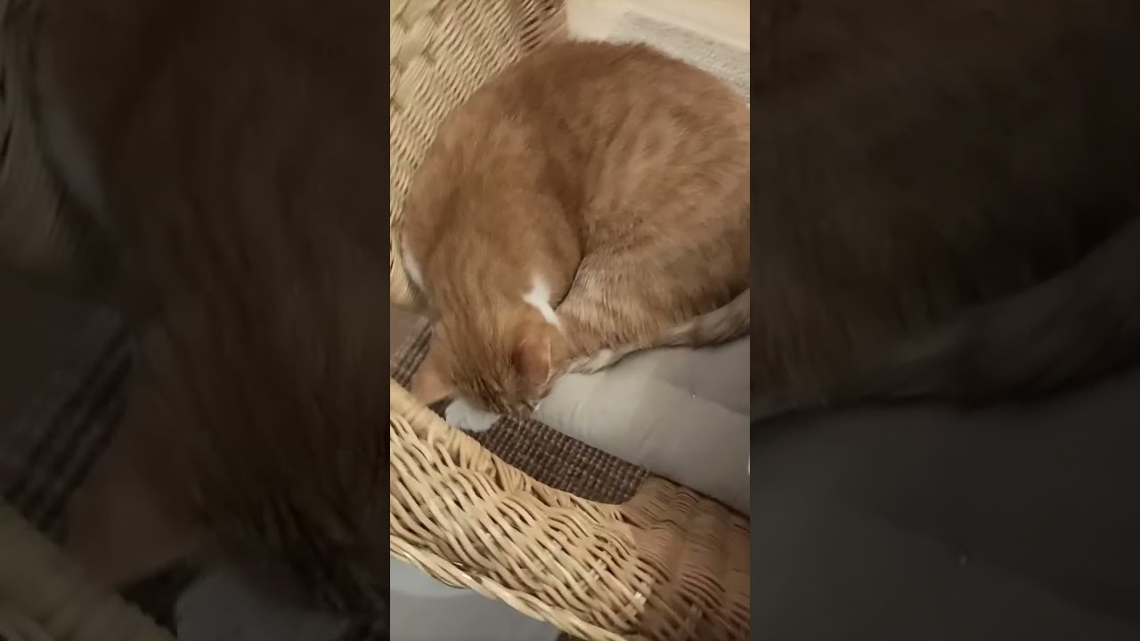 I am relaxing 😺♥️ Live streaming 🔥 #cat #stream #pets #live #cute 