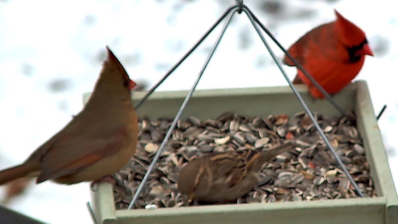 Bird Feeder Stream in Ontario, Canada  March 22nd!