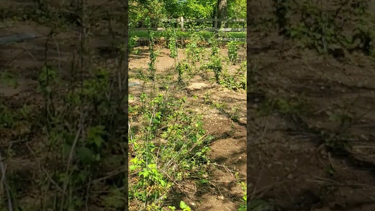 Finishing up the berry patch looks like New #happycustomer #stihl #happy garden