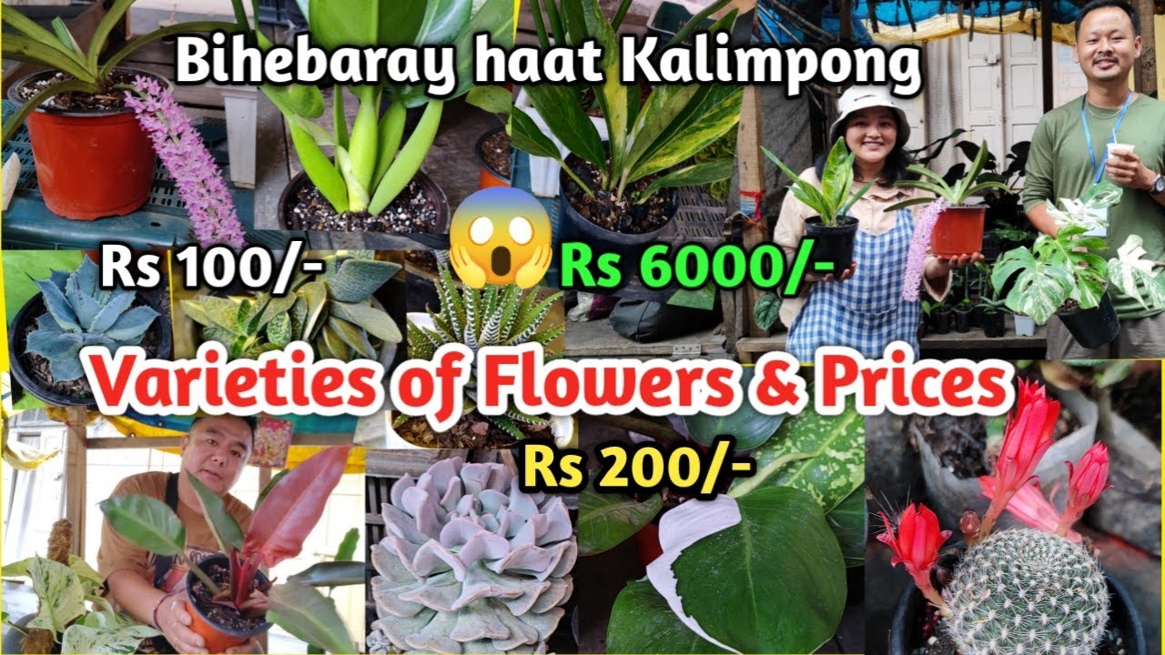 Varieties of Flowers/Succulent & Prices. Rs6000/- Ko Plant 😱. Bihebaray Haat Kalimpong #succlents
