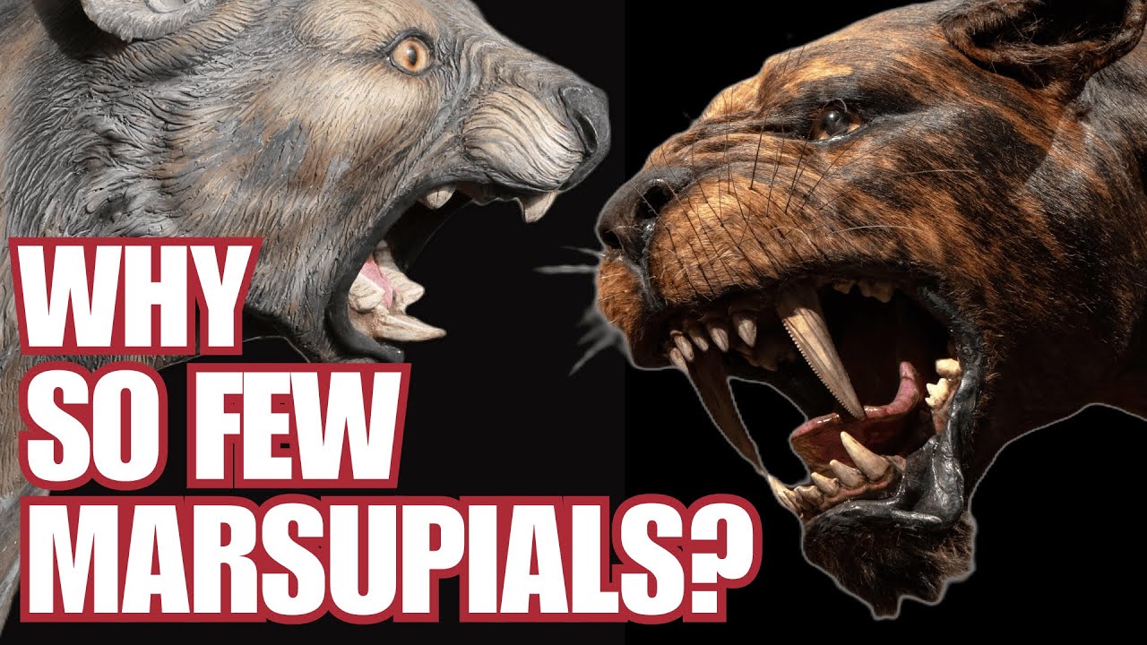 Why so few marsupials?