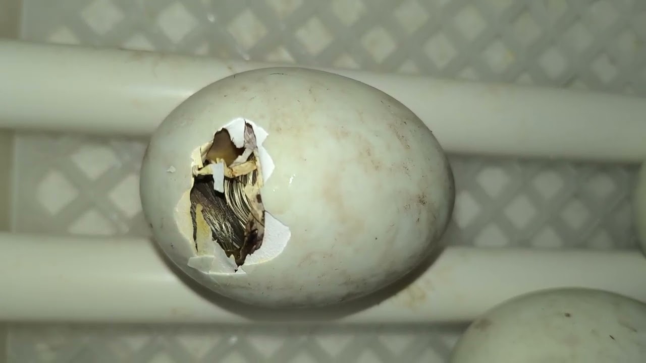 Klucie kaczek biegus&oacute;w w inkubatorze 