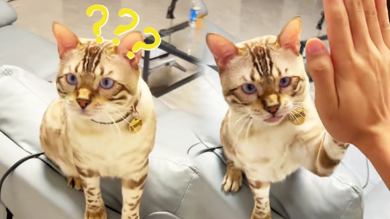 當我和八條說別人家的貓會擊掌，勝負欲一下就上來了，立刻要展示成果！ 【小鋒真喵啊】#貓小院 #貓咪小院