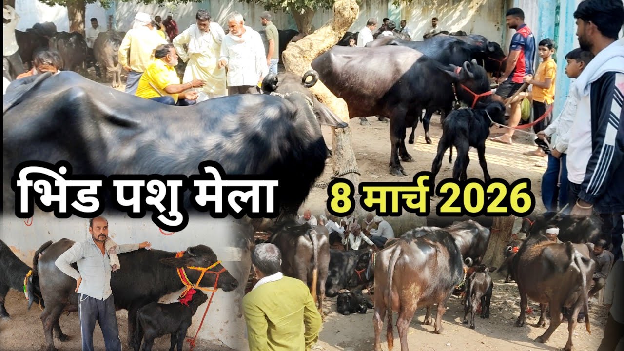 8 मार्च 2026 मध्य प्रदेश भिंड पशु मेला | Desi bhadawari Murrah bhains mandi #pashumandi 