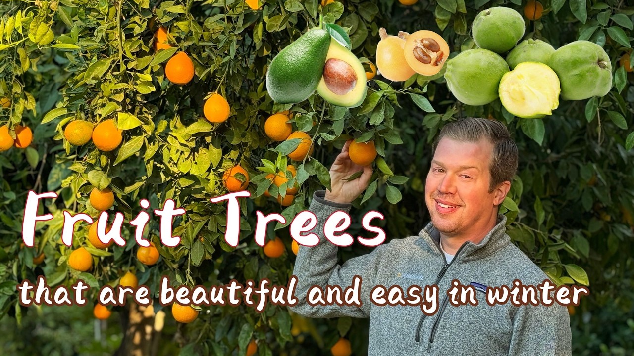 Fruit Trees that are Beautiful and Easy to Care for in Winter (and can take frost!)