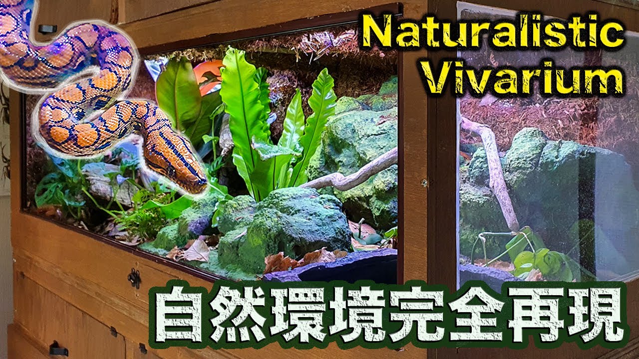 【DIY】美しいヘビの生息地を家で完全再現しました! How to make a beautiful bioactive snake enclosure