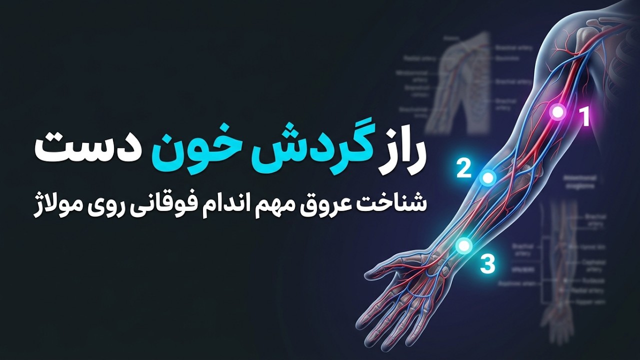 آناتومی شریان و ورید اندام فوقانی