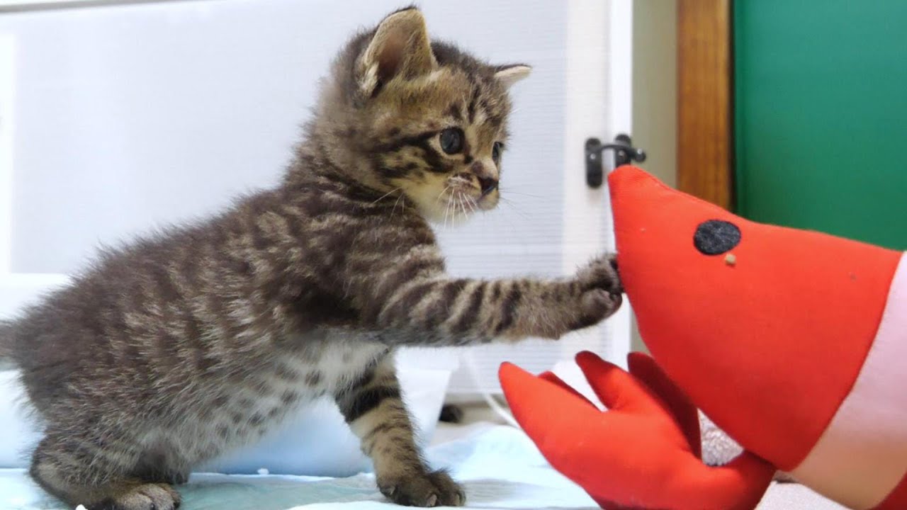 Котенок боится креветок, которые больше его самого [котенок, спасенный кот]