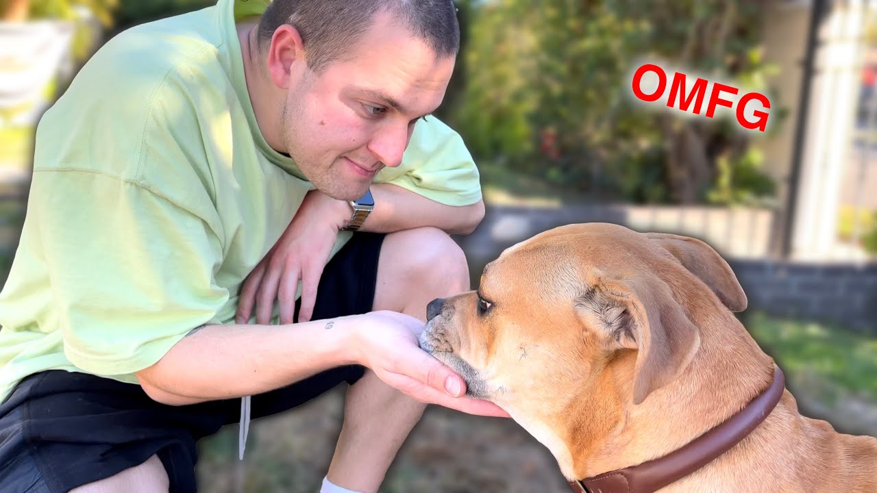 My First Week with My Pitbull Rescue