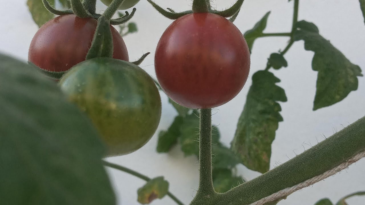 RECORRIDO POR MI JARDIN-HUERTO CON MI CULTIVO DE PIÑAS 🍍 🍍 