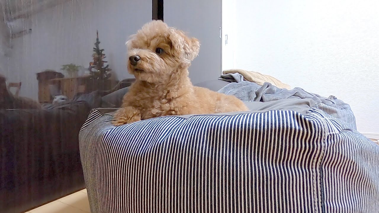 初めてパパがいない夜を過ごす犬がとても寂しそうで泣きそうになった...【トイプードル】