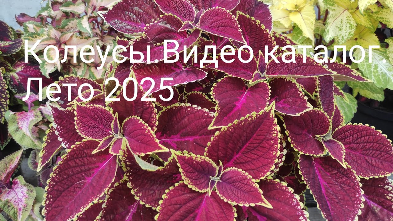 Колеусы. Видео каталог. Лето 2025.