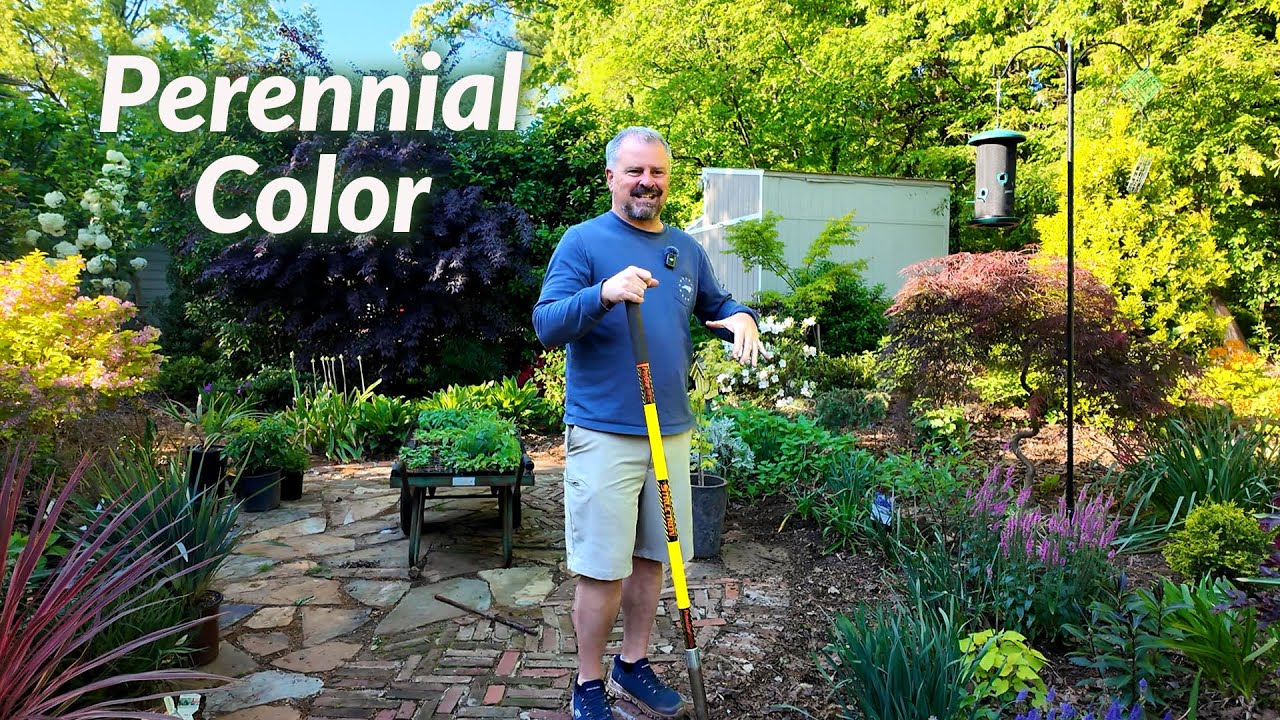 10 Awesome New Perennials in the Garden - Sun and Shade Varieties