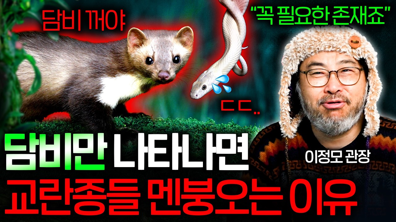 아담한 담비가 어떻게 한반도 숲을 장악했을까? | 해달은 왜 물 위에 계속 떠 있을까? | 과학정모 EP.53