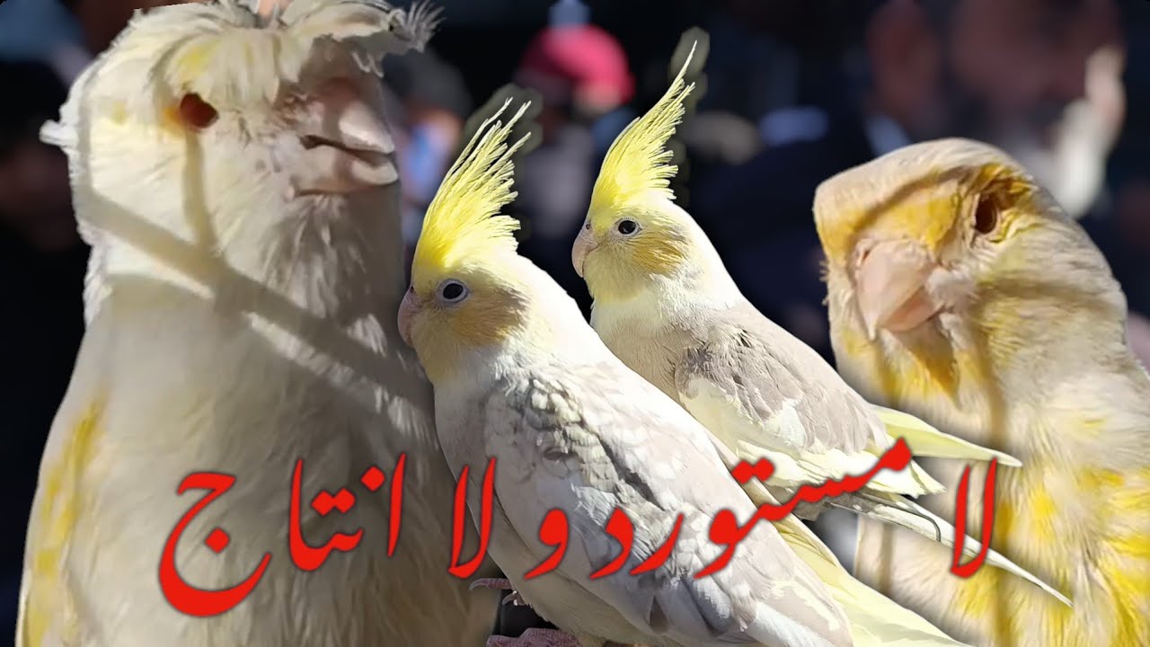 قلة طيور الزينة في ثاني يوم من رمضان | سوق بودواو 