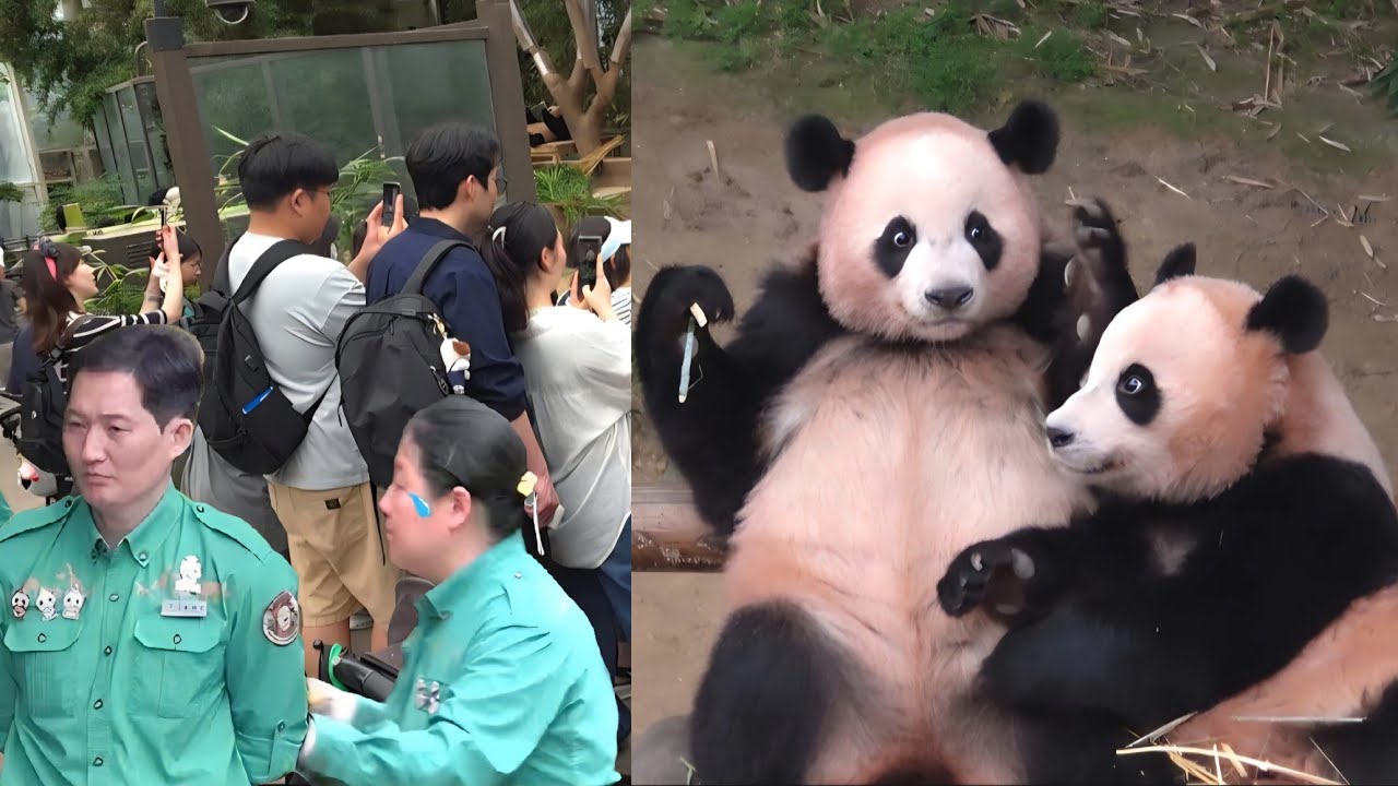 판다월드 9월 12일 잘지내고 있어요 루이 후이 