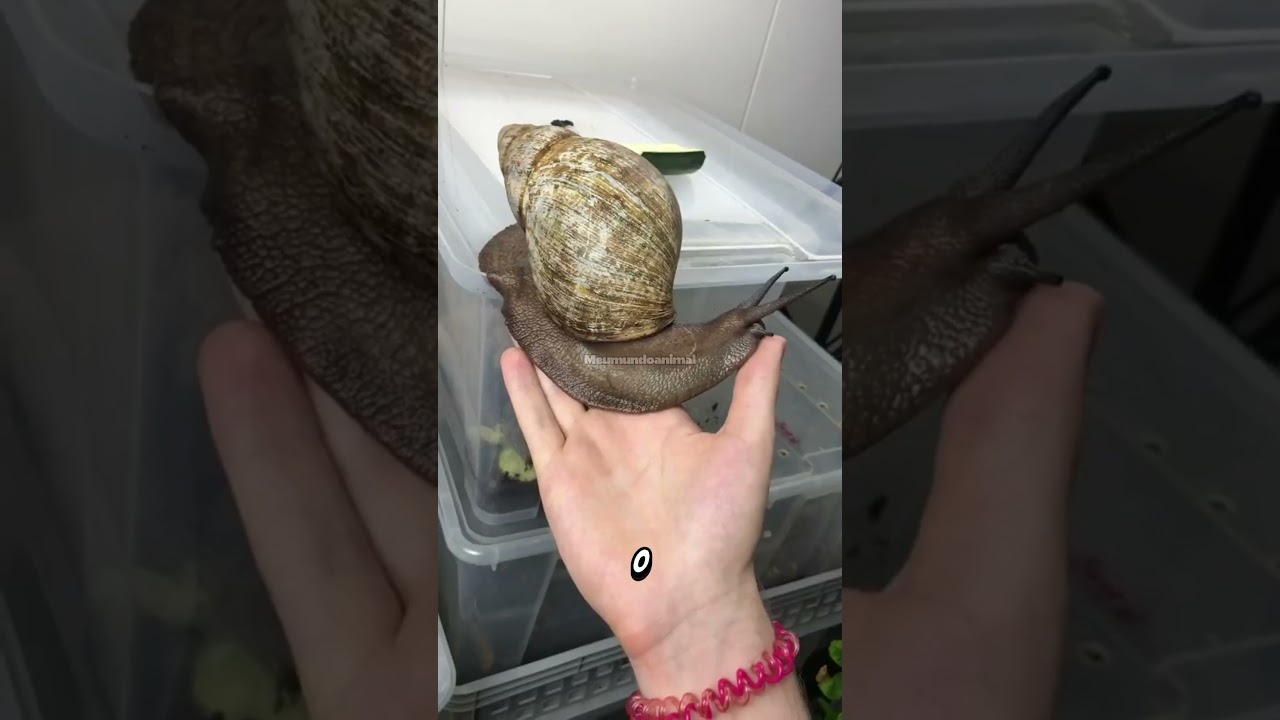 As 4 Pragas Vivas que Mais Assustam os Governos! #curiosidades #bichos #animals