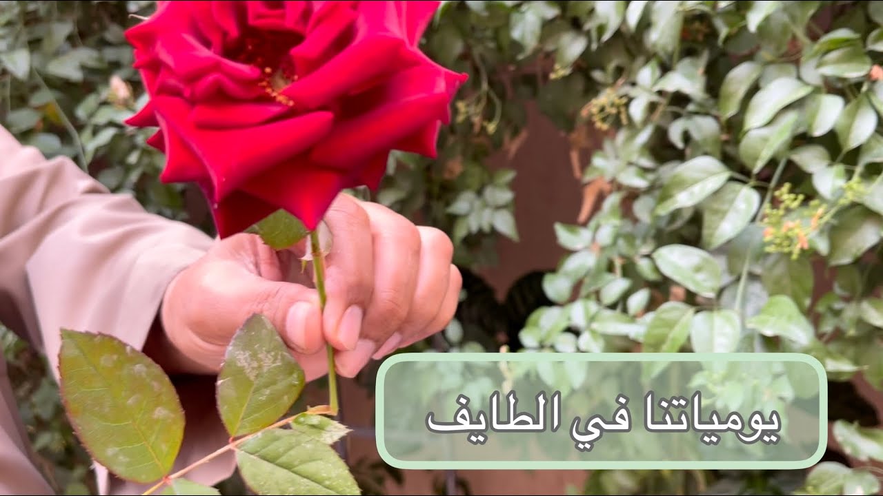 يومياتنا في الطايف + جوله في مزرعتنا+ جولة تسوق + برحة القزاز