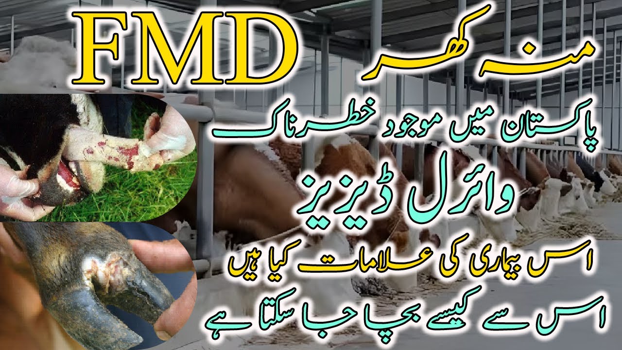 FMD Ne Phir Hamla Kar Diya! Farmers Ke Liye Zaroori Maloomat