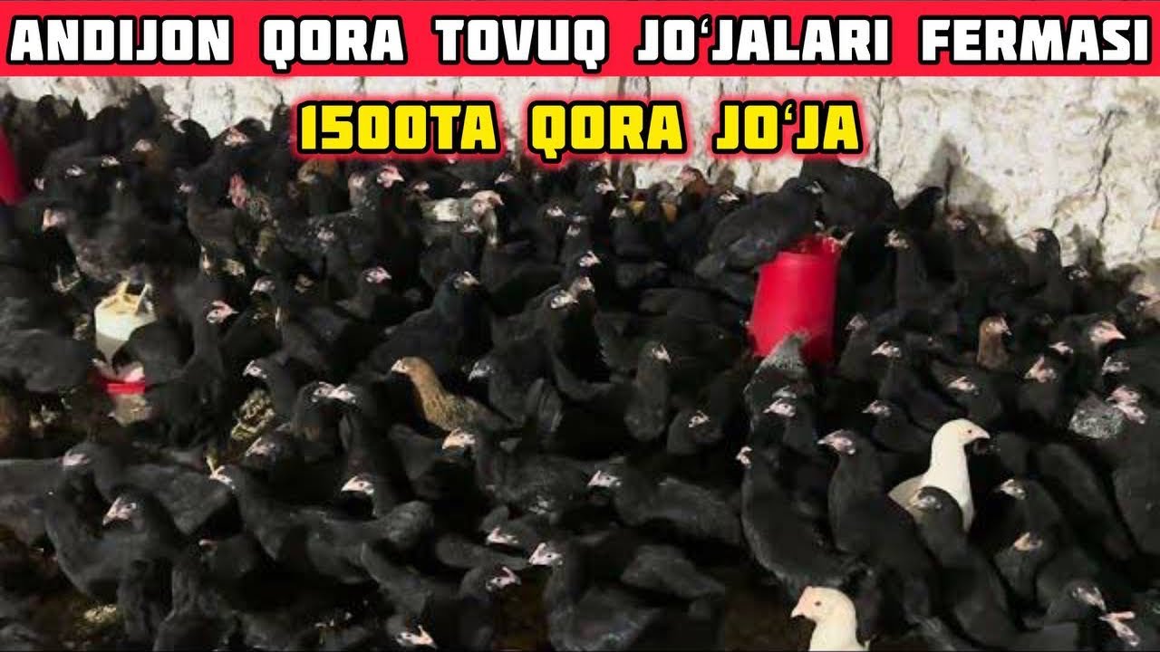 Andijon Qora Tovuq Joʻjalar 1500ta,Fermadan Sotuv Boshlandi