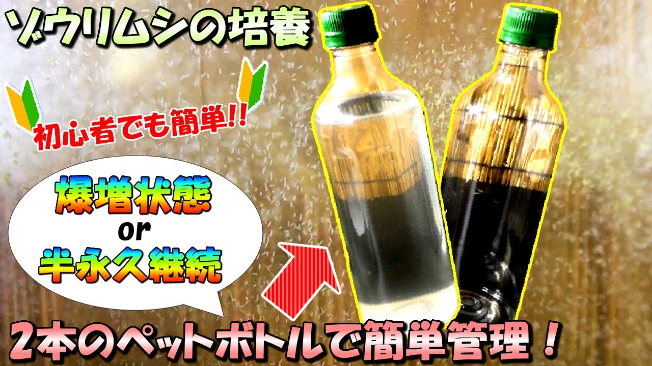 初心者でも簡単！増えまくったゾウリムシを維持しつつ長期的に管理する方法【メダカの針仔（稚魚）に最適な餌】
