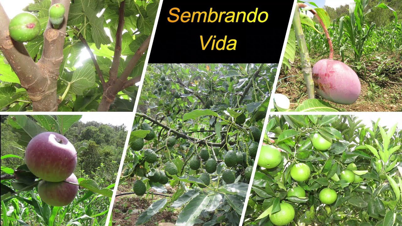 Producción de Frutales: Programa Sembrando Vida