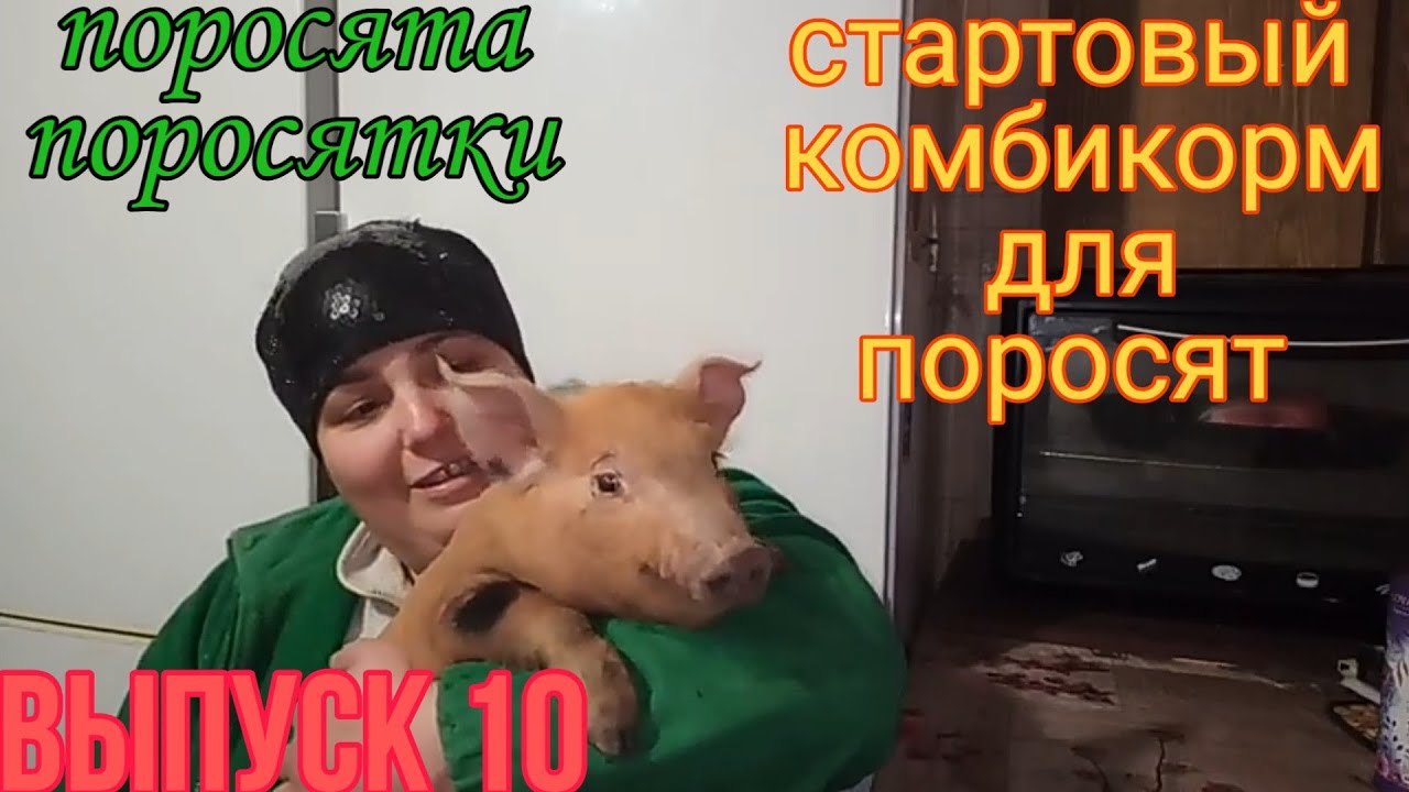 Стартовый комбикорм для поросят своими руками