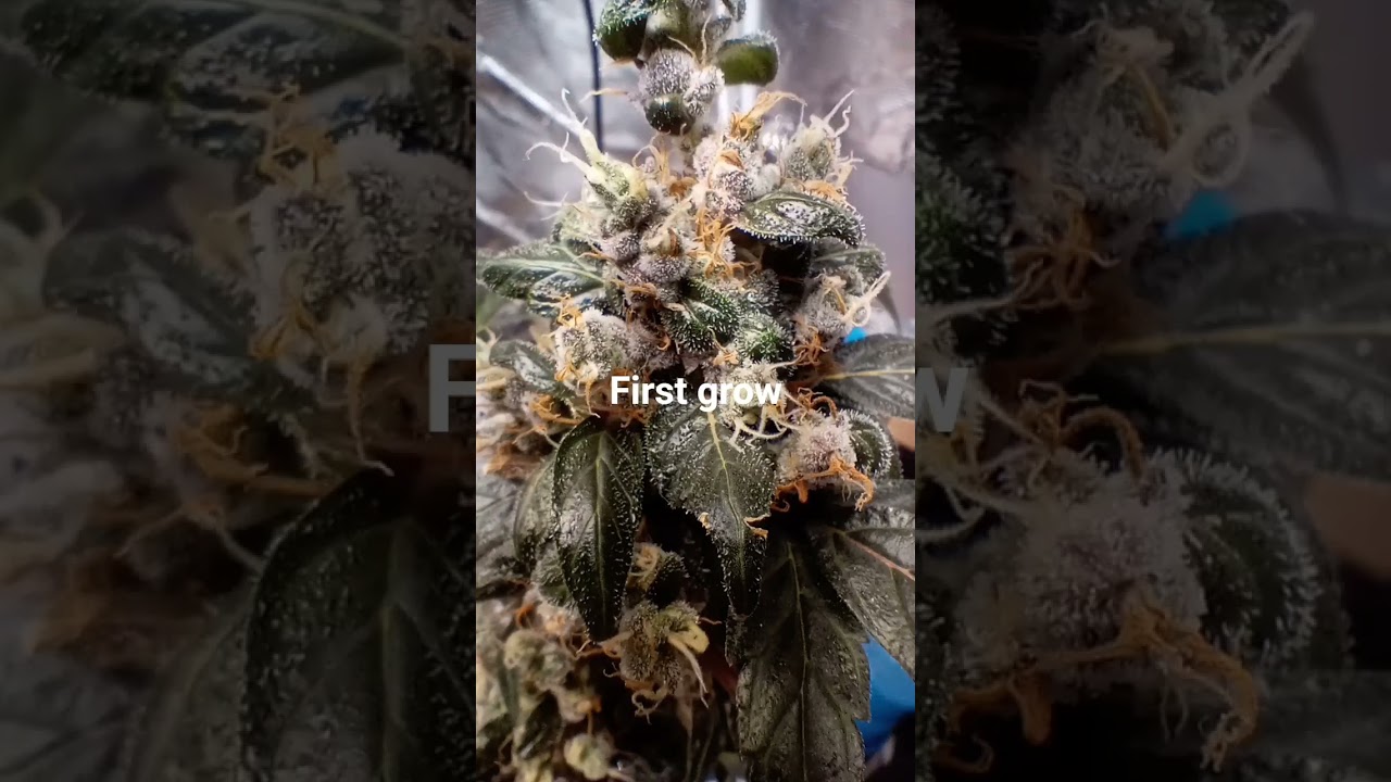 First time grow, had a dwarf cannabis plant. #indoorgrowing #za #marijuanamovement