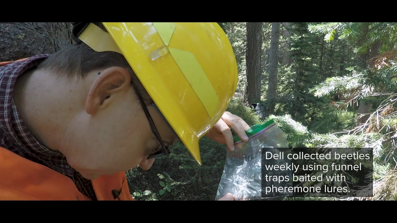 Spruce Beetle Biology