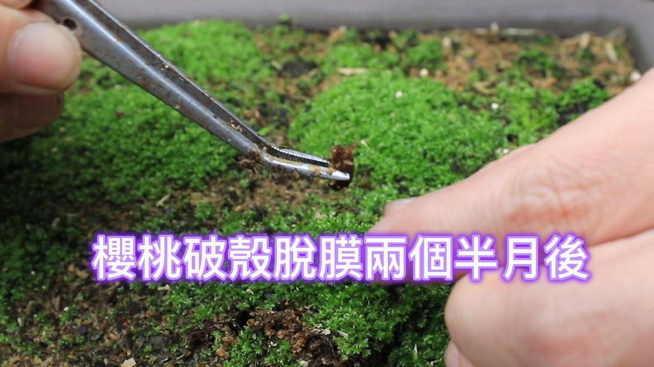 櫻桃破殼脫膜兩個半月後【2025/04/13】