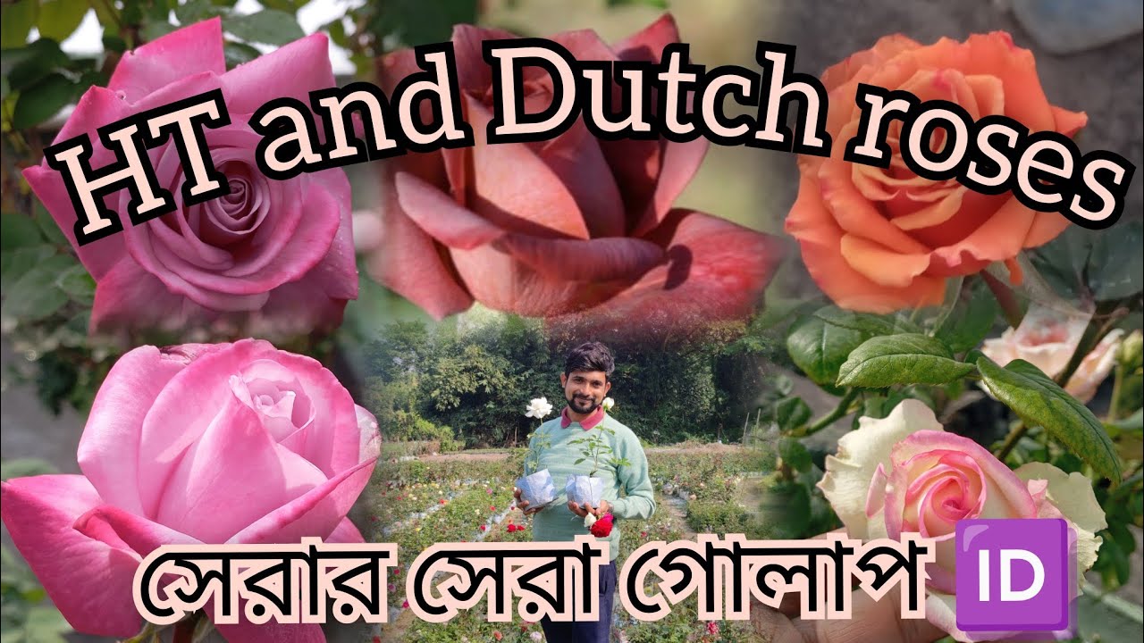 All kinds of roses are available here।। পট কালচারের গোলাপ এবং এক্সিবিশন এর গোলাপ পাবেন। #rose #howto