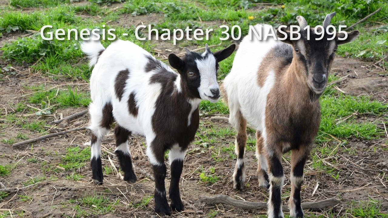 Genesis - Chapter 30 NASB1995