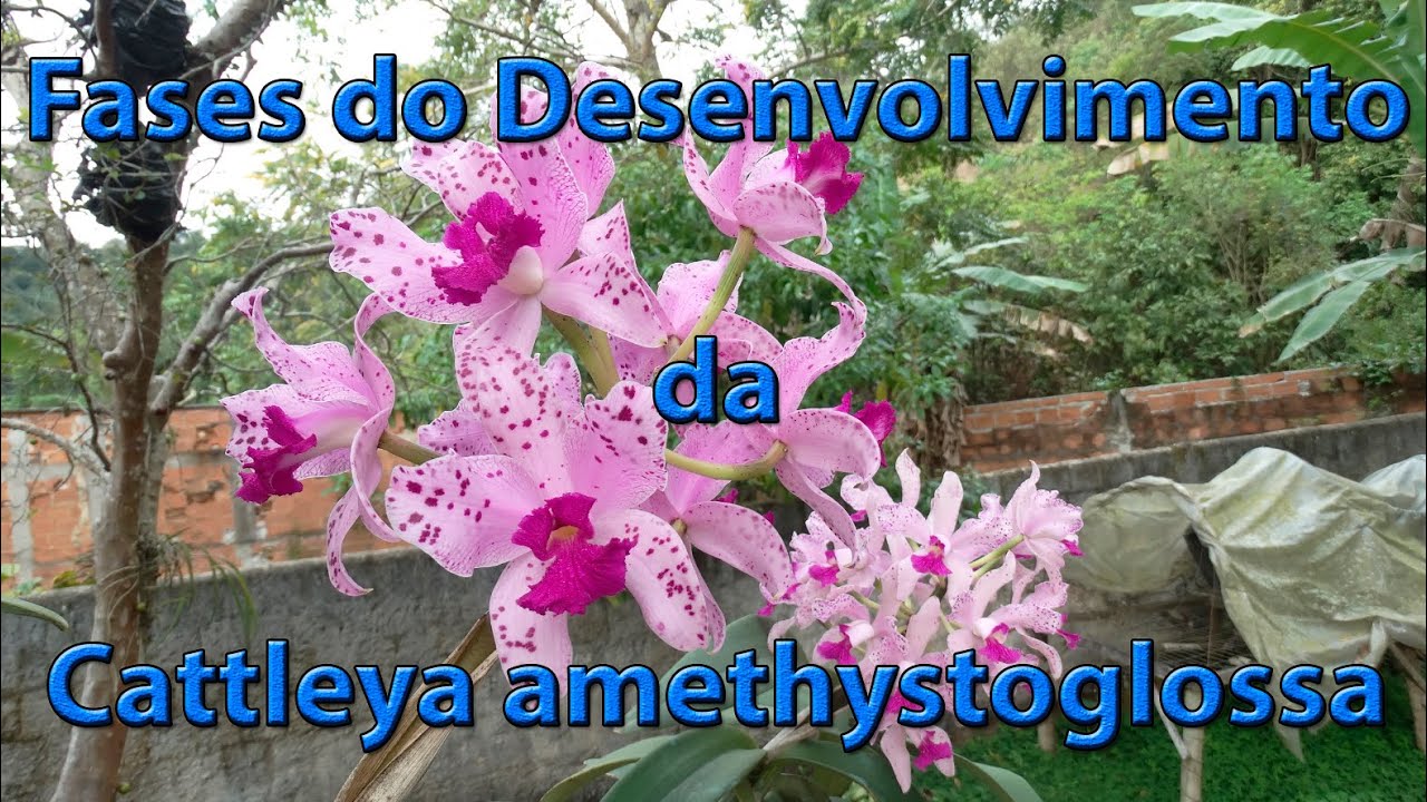 Fases do Desenvolvimento da Cattleya amethystoglossa (Regravação)