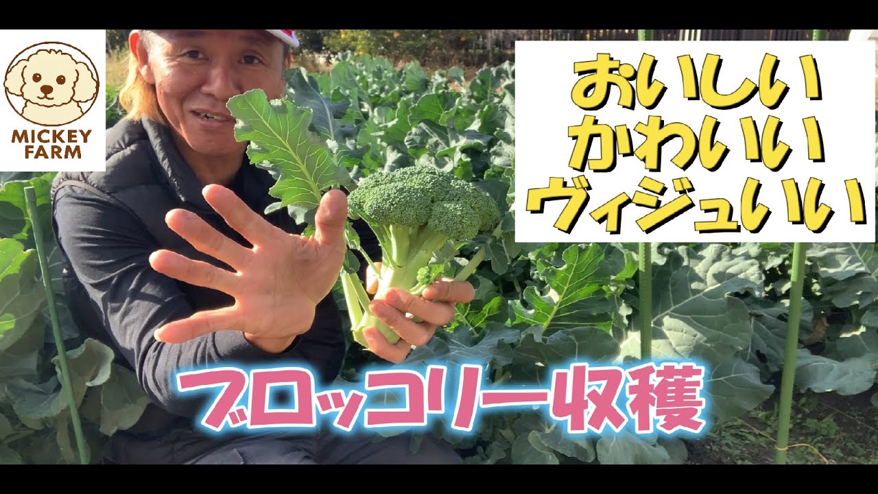 ブロッコリー収穫しました！ #農業 #ブロッコリー #収穫