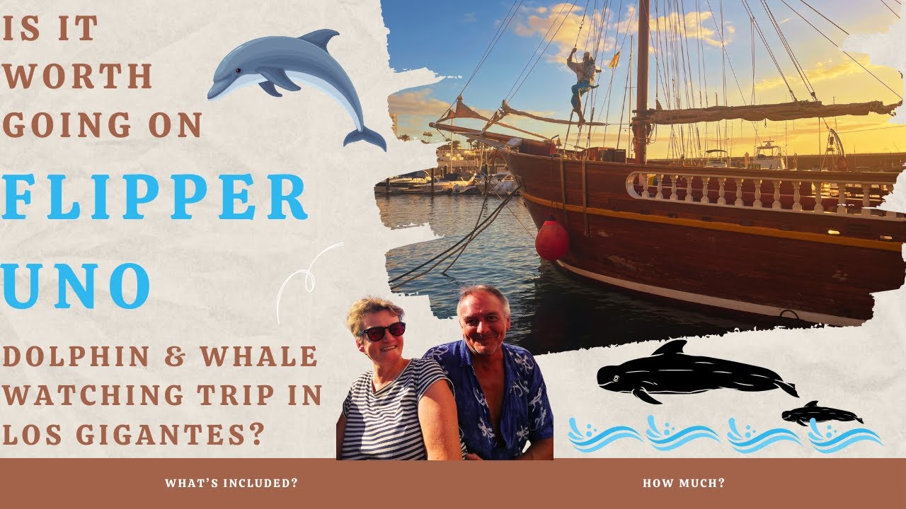 FANTASTIC wild dolphin and whale watching in Tenerife on Pirate Ship Flipper Uno