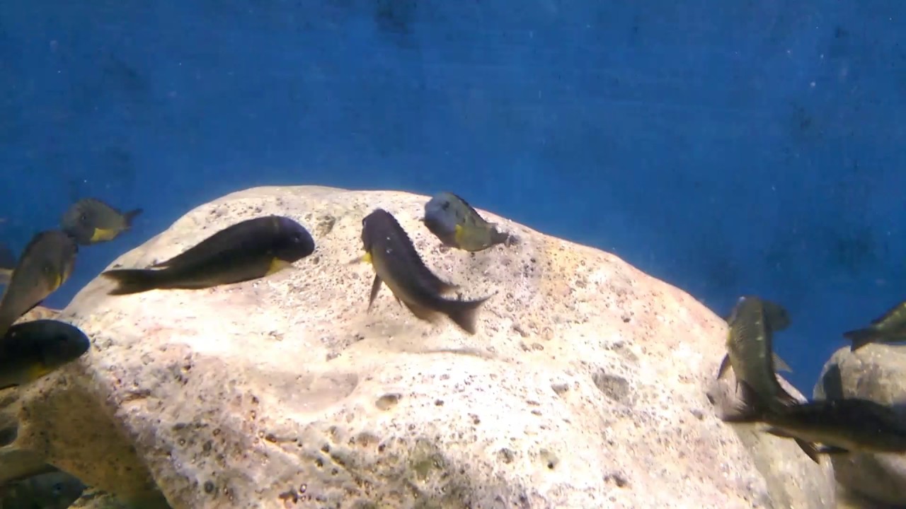 WC Tropheus Sp Lunatus Mkuyu