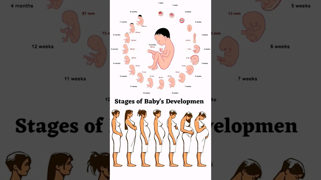 Stages of Baby's Development in the Womb 👶#shorts #viral #viralshorts
