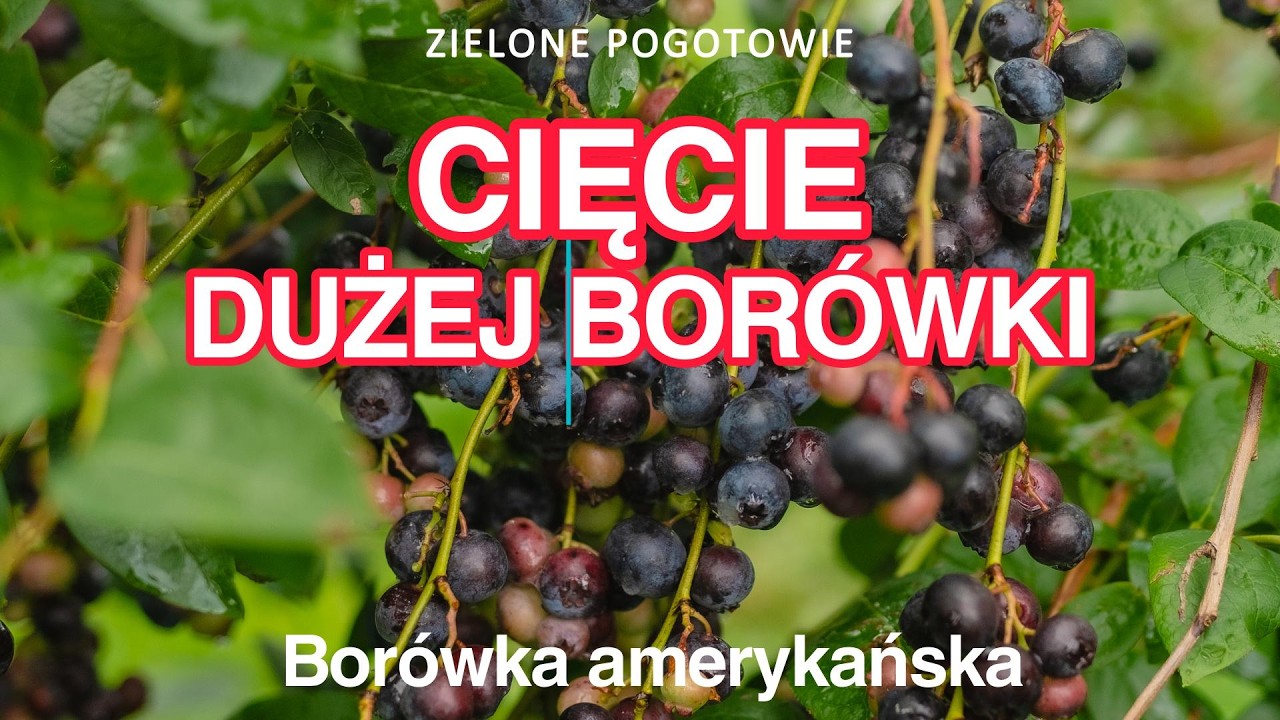 Jak przyciąć dużą borówkę?