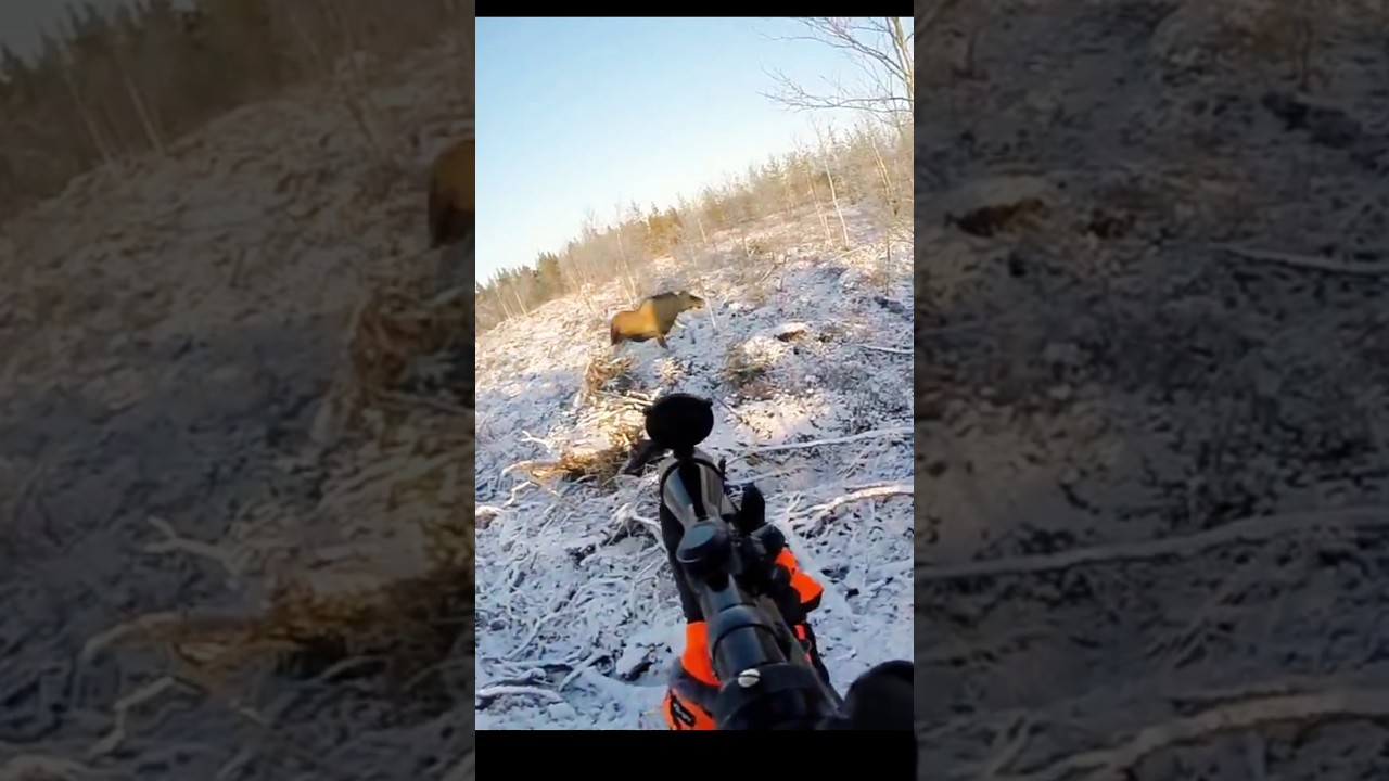 Perfect shot of big moose at snow  🫎#hunting #deer#moose#chasse