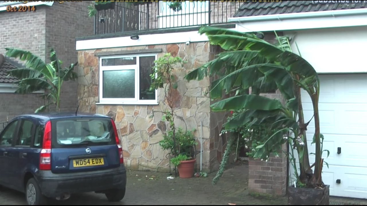 UK Stormy Windy Weather Blows Over Large Banana Tree (E24)