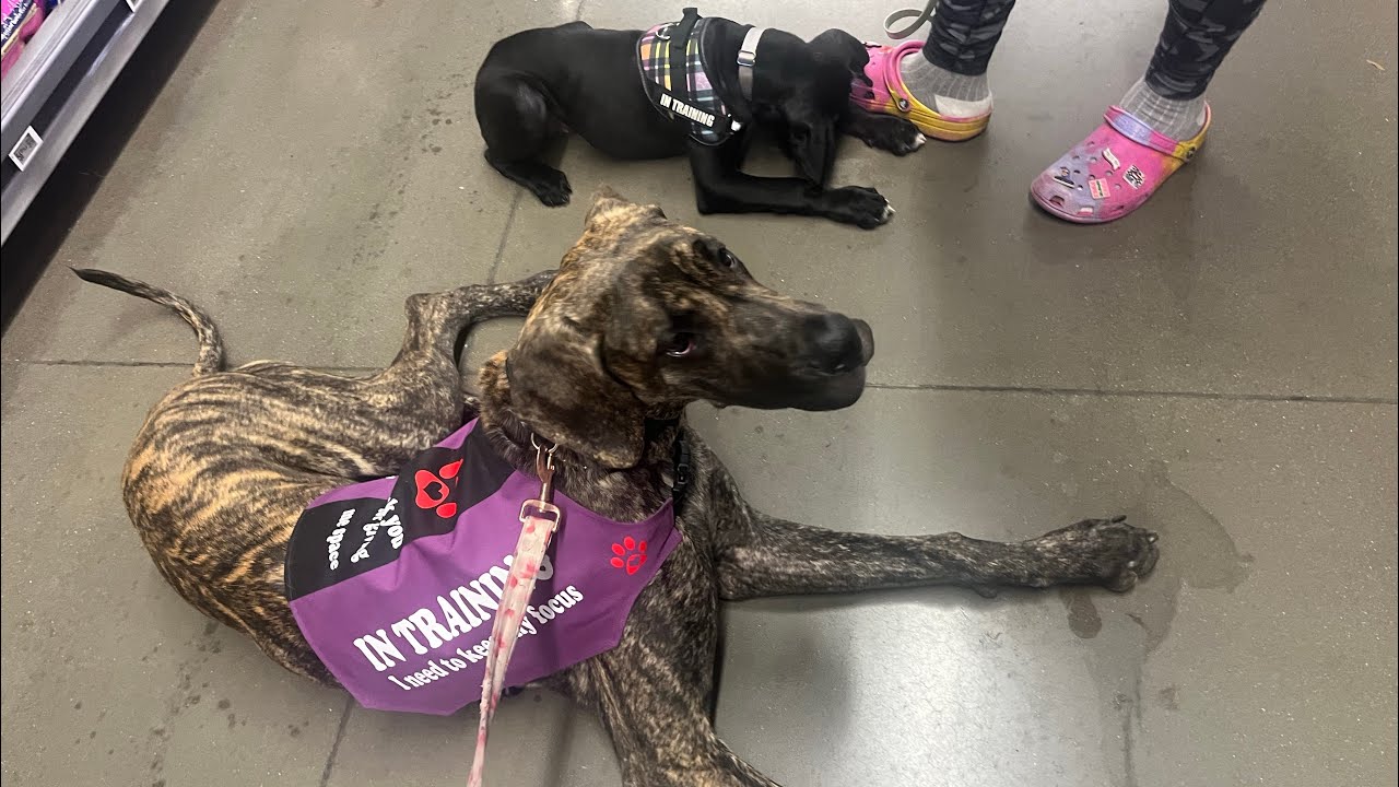 Service Dog Training at Walmart ft @theservicechronicles 