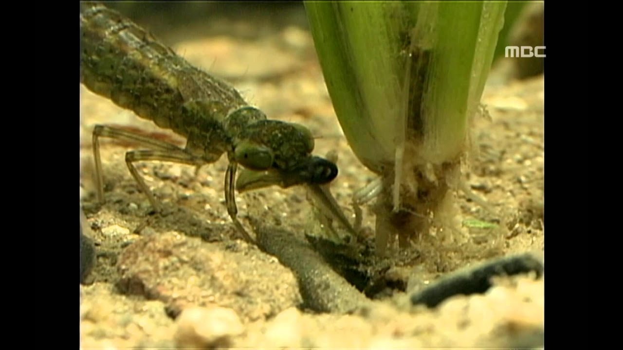 Life of dragonfly larva in water - Secrets of the Dragonfly, #04, 잠자리 유충의 물 속 생