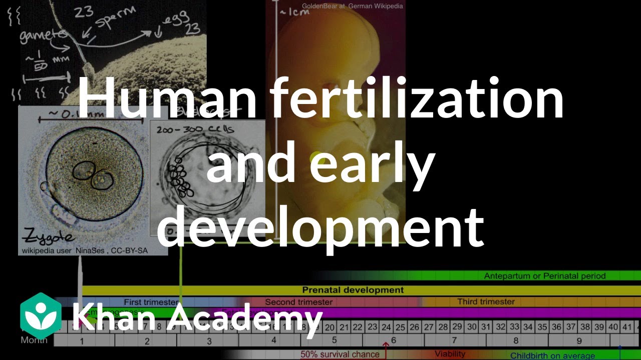 Human fertilization and early development | High school biology | Khan Academy